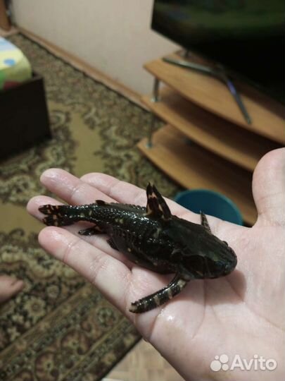 Сомик Агамиксис