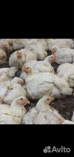 Куры бройлеры