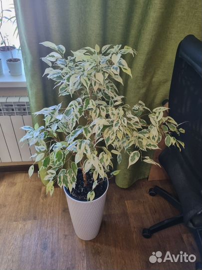 Фикус Бенджамина Де Гантель