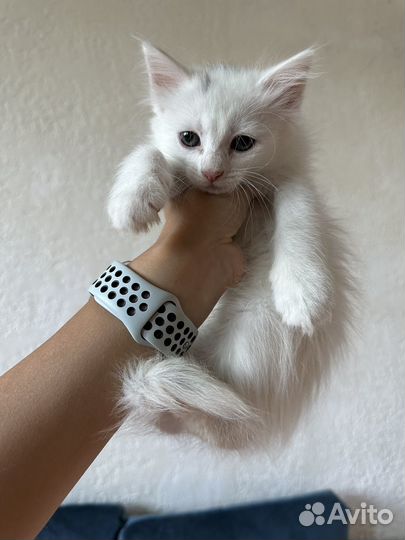 Котята белые