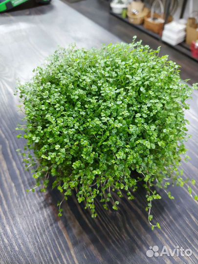 Солейролия(Гелксина)