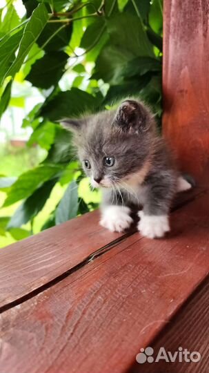 Кошка в дар бесплатно