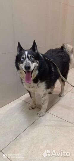 Пончик с голубыми глазами ищет дом