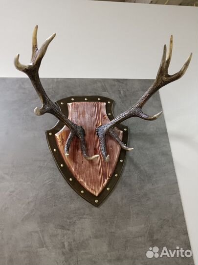Продам рога оленя