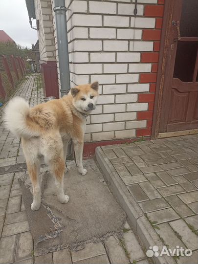 Собака в добрые руки отдам бесплатно