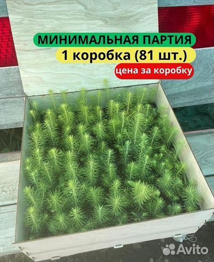 Саженцы ели зкс в розницу