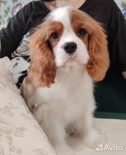 Кавалер Кинг Чарльз Спаниель
