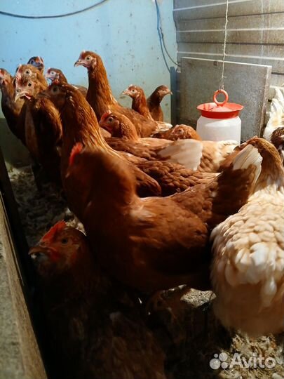 Куры молодки несушки