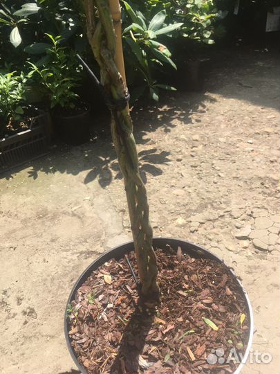 Ива хакура нишики плетенная штамб