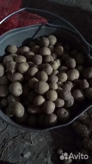 Картофель мелкий