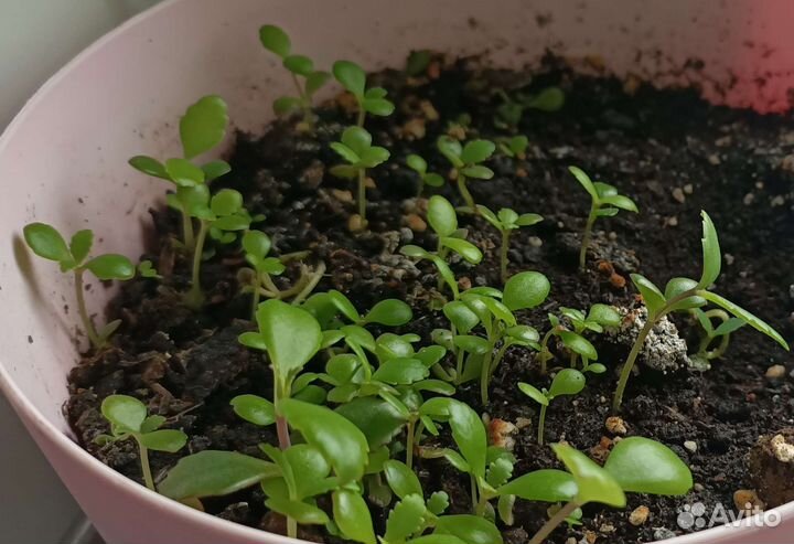 Каланхоэ Дегремона лечебный 1шт