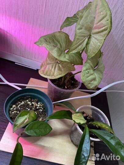 Комнатные растения цветы