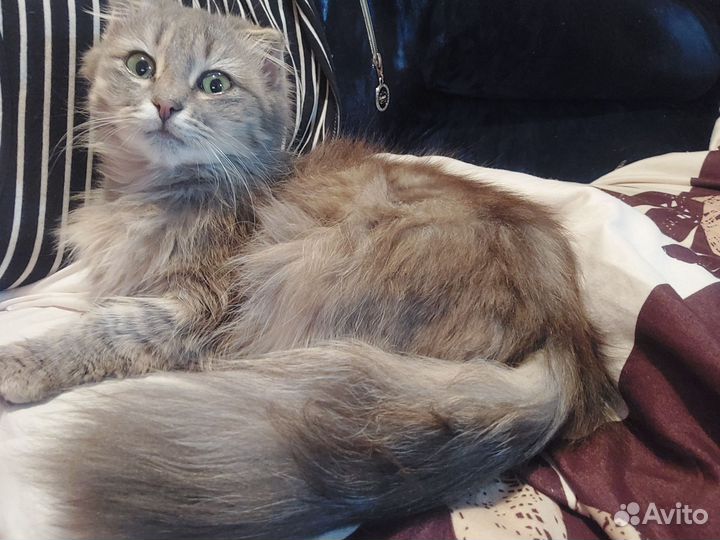 Вислоухая кошка