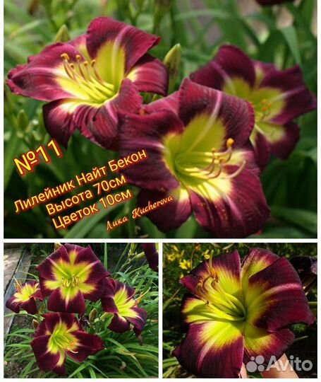 Лилейники сортовые почта/сдек