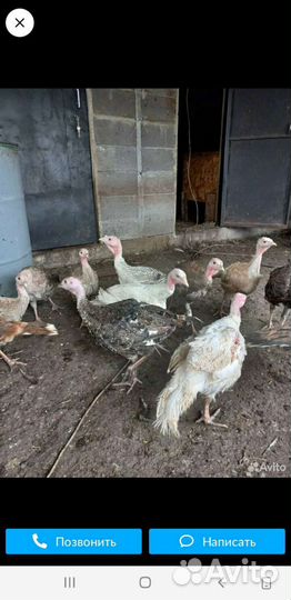 Индюки индюшата