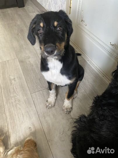 Собака в добрые руки