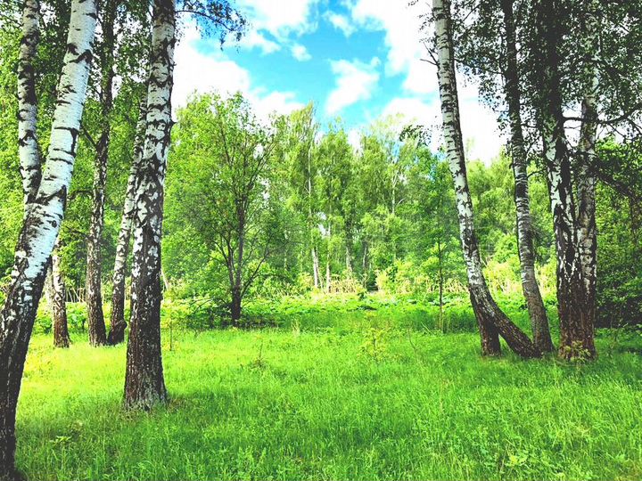 Участок 6 сот. (ИЖС)