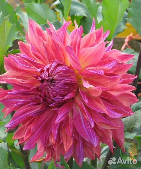 Черенки сортовых георгин (часть 3 )