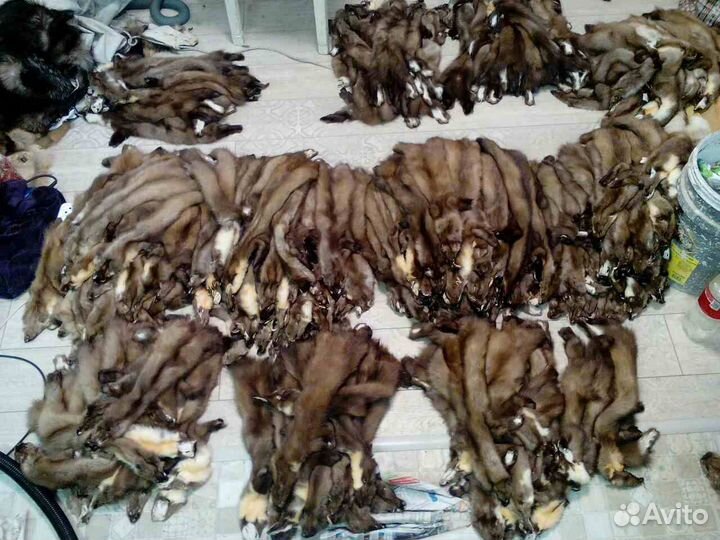 Куница и соболь