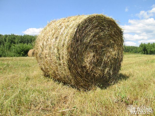 Сено в тюках