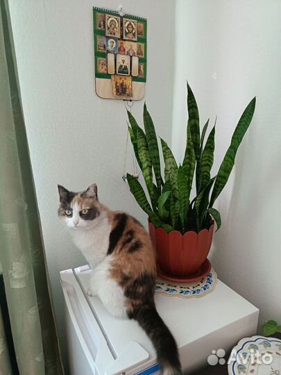 Кошечка эгейская