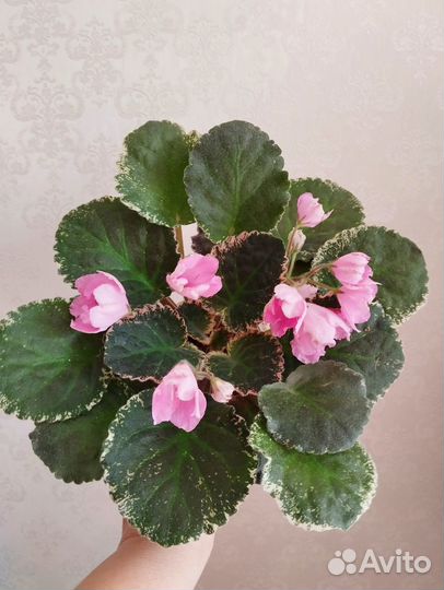 Красивая сортовая фиалка цветет впервые