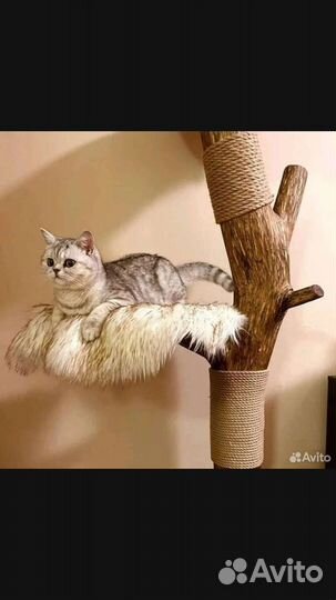 Когтеточка с домиком