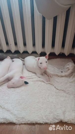 Бультерьер