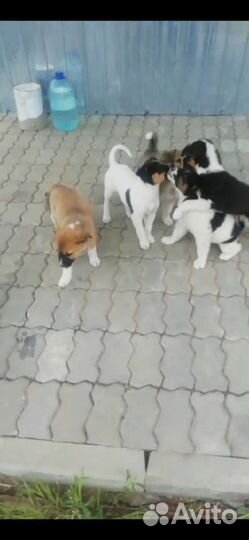 Щенки дворняжки