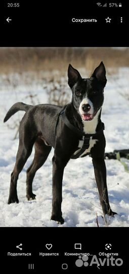 Шикарный красавец Метис стаффа Супер собакин Граф