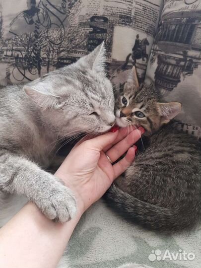 Кошка в дар бесплатно