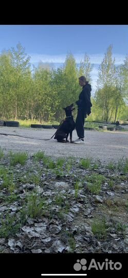 Кинолог, дрессировка собак