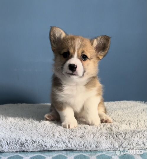 Вельш-корги пемброк