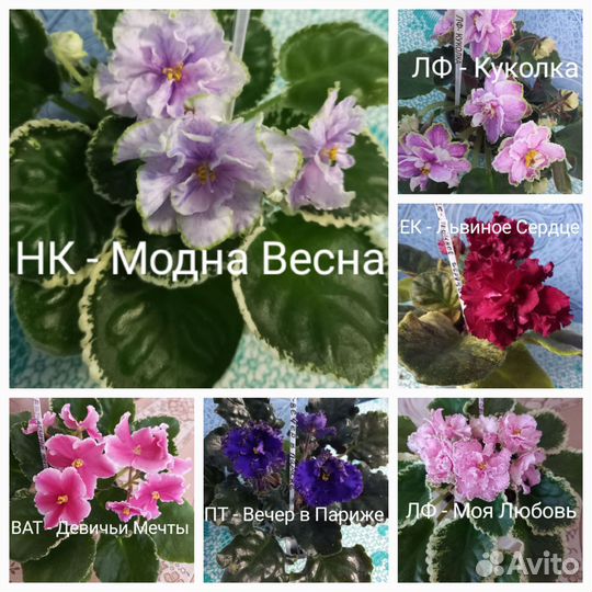 Сортовые фиалки - Укоренённые листики