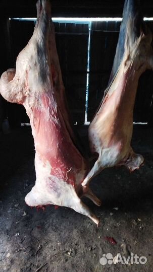 Мясо баранина