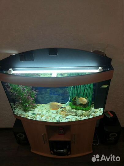 Аквариум с тумбой juwel 180л