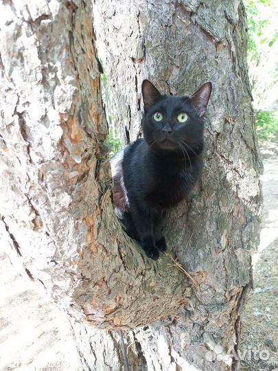 Отдам кота в добрые руки