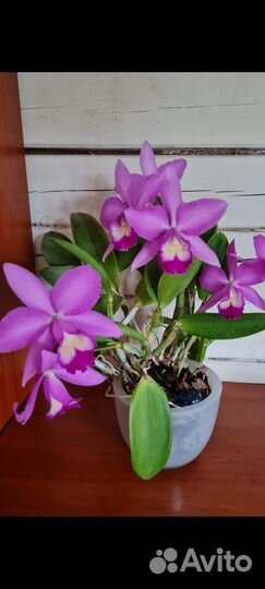 Орхидея каттлея