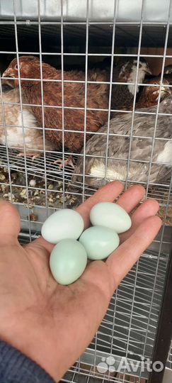 Яйца перепелиные инкубационное Селадон