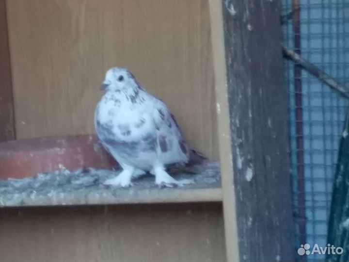 Продажа голубей
