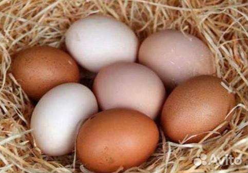 Домашние куриные яйца
