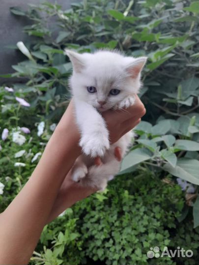 Шотланские чистокровные котики. Плюшевые