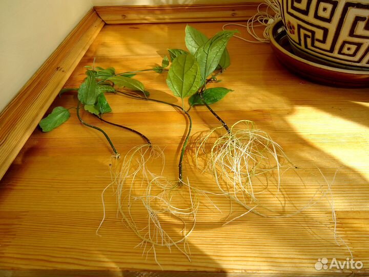 Клеродендрум Томпсон