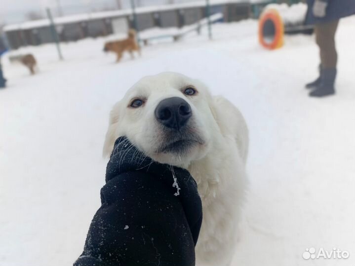 Красавица Николь ищет свой дом