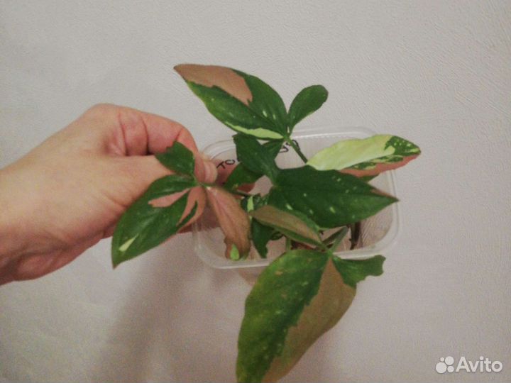 Dazzle Colour и пр