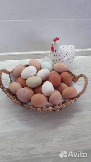Яйцо куринное