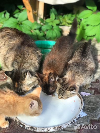 Котята в добрые руки даром