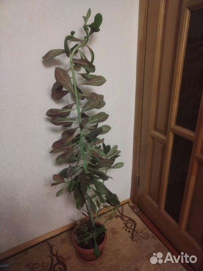 Синадениум рубра