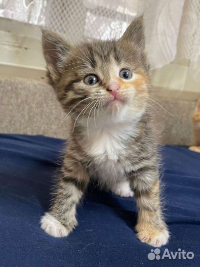 Котята в добрые руки бесплатно