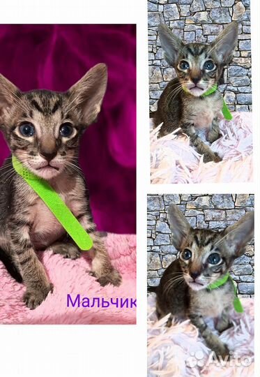 Ориентальные котята